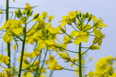 Kolza tohumu tarlası Ukrayna 'da mavi gökyüzünde parlak sarı çiçeklerle çiçek açar. Yakın çekim..
