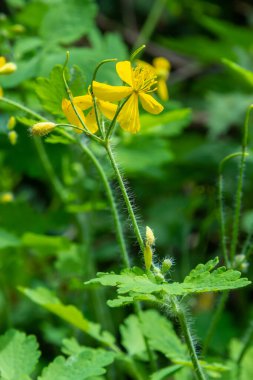 Daha büyük Celandine, sarı yabani çiçekler, yaklaşın. Chelidonium majus, Papaveraceae familyasının zehirli, çiçekli ve tıbbi bitkisidir. Tetterwort bitkisinin sarı-turuncu opak özü siğilleri iyileştirir..