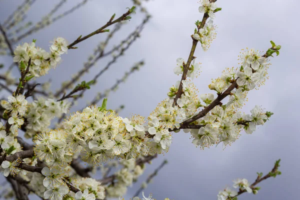 Floral Background White Flowers Green Leaves Plum Blossoms Spring Garden — Photo