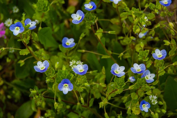 Bireye Speedwell 'in makro fotoğrafı, Veronica Persica, yumuşak doğal ışık altında..