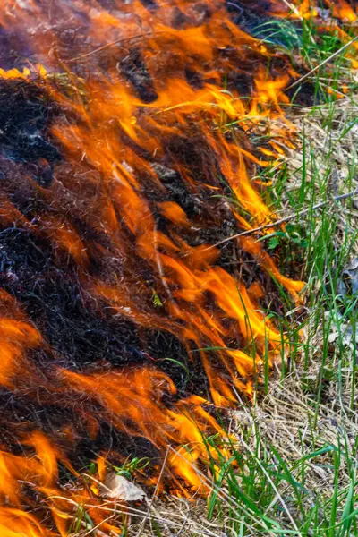 Burning Old Dry Grass Tongues Red Flame Burning Dry Yellowed — Foto Stock