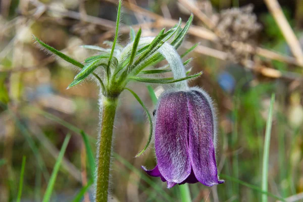 Pasqueflower Mooie Bloem Van Kleine Pasque Bloem Pasqueflower Bloeiende Weide — Stockfoto