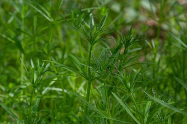 ハーブガリウムのアパートは夏の牧草地で掃除します 草の日差しの中で黄色の花 夏の自然の背景 スペースのコピー — ストック写真