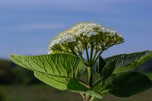 Viburnum Lantana Aureumクローズアップと呼ばれる植物の枝にある白い花序 — ストック写真