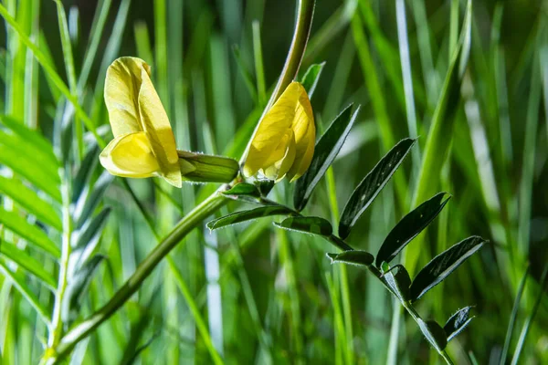 ビシアルテア 滑らかな黄色のベッチ 牧草地で晴れた日の春の野花 — ストック写真