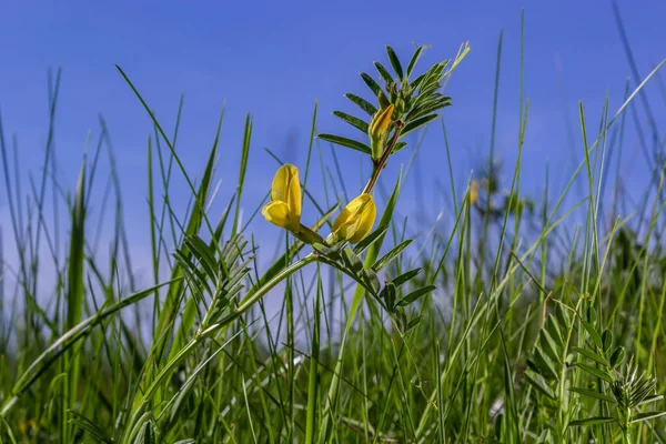 Vicia Lutea Гладкая Желтая Ветка Весенние Полевые Цветы Солнечный День — стоковое фото