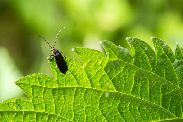 Voják Brouk Cantharis Obscura Trávě Rozkvětu — Stock fotografie