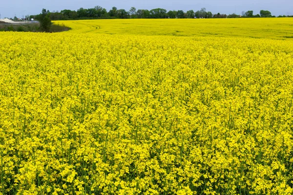 Campo Colza Floresce Com Flores Amarelas Brilhantes Céu Azul Ucrânia — Fotografia de Stock