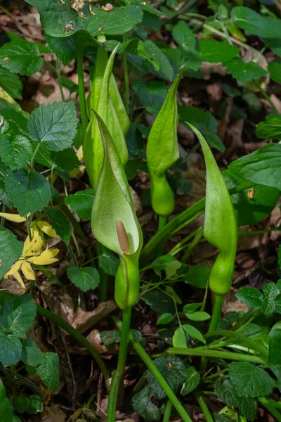 Flor Senhor Senhoras Cobra Planta Cabeça Arum Maculatum — Fotografia de Stock