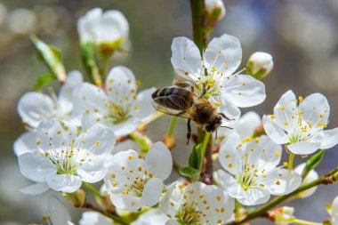 Kafkas eriği çiçekli bal arısı. Prunus cerasifera var.divaricata.