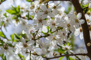 Erik Cerasifera Çiçek açan beyaz erik ağacı. Prunus Cerasifera 'nın beyaz çiçekleri.