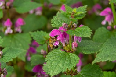 Benekli, ölü lamium maculatum pembe çiçekleri. Lamium maculatum çiçekleri yakın çekim.