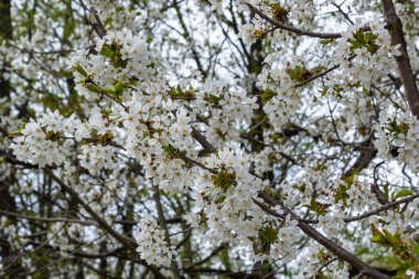 Mavi gökyüzünün altındaki ağaçta beyaz kiraz çiçeklerinin güzel dallarının seçici odak noktası, bahar mevsiminde güzel Sakura çiçekleri, çiçek deseni, doğa arka planı..