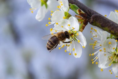 Bal arısı sinekleri, erik bahçesindeki erik çiçeklerini beslemek ve tozlaştırmak..