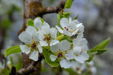 Armut çiçeği. Bahçede çiçek açan ağaç. Beyaz narin çiçekler, yeşil ve taze yapraklar. Yeşil arka planda çiçek açan armut dalları. Yakın plan. Ormanda armut.