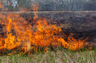 Bahçede eski kuru otları yakmak. Tarlada yanan kuru otlar. Orman yangını. Sakal tarlası çiftçiler tarafından yakılıyor. Sahada yangın.