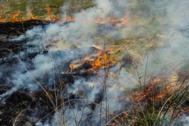 Bahçede eski kuru otları yakmak. Tarlada yanan kuru otlar. Orman yangını. Sakal tarlası çiftçiler tarafından yakılıyor. Sahada yangın.