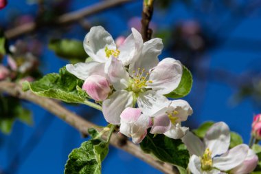 İlkbaharda açan elma ağacının taze çiçekleri..
