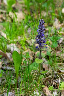 Ajuga Reptans Atropurpurea 'nın ilkbaharda çekilmiş mavi çiçekleri..