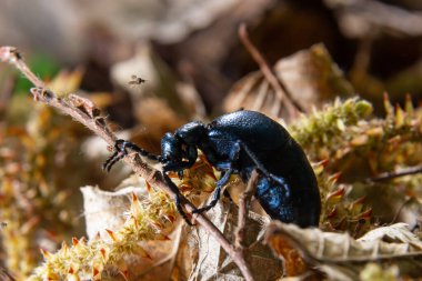 Mor yağ böceği Meloe violaceus, Meloidae familyasına ait bir yağ böceği türüdür. Bu böcekler Avrupa 'nın çoğunda, Doğu Palearktik ekozonda, Yakın Doğu' da mevcuttur..