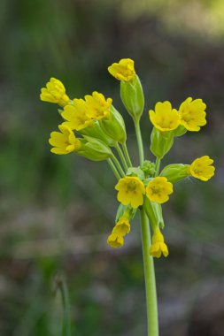 Primula veris, Primulaceae familyasından bir çiçekli otçul bitki türü. Bu tür, ılıman Avrupa 'nın çoğunda doğaldır..