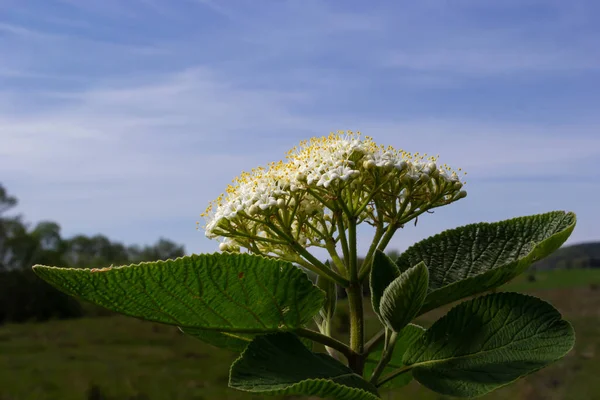 Białe Kwiatostany Gałęzi Rośliny Zwanej Viburnum Lantana Aureum Close — Zdjęcie stockowe