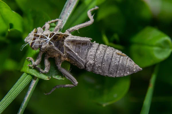 Metamorfose Gomphus Flavipes Libélula Rio Clubtail — Fotografia de Stock