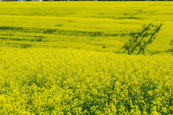 菜の花畑が咲いています 夏に畑でレイプ 明るい黄色の菜種油 開花菜種 — ストック写真