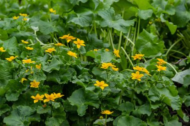 Caltha Palustris, Marsh-Marigold ya da Kingcup, ıslak ormanlık alandaki çiçekler, yabani çiçekler..