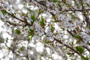 Erik Cerasifera Çiçek açan beyaz erik ağacı. Prunus Cerasifera 'nın beyaz çiçekleri.