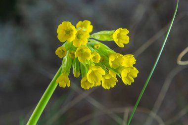 Primula veris, inek donu, inek donu, çuha çiçeği, syn. Primula officinalis Hill, Primulaceae familyasından bir bitki bitkisidir..