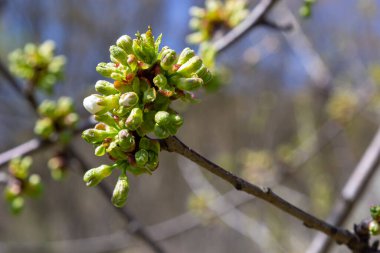 Prunus cerasus çiçek açan ağaç çiçekleri, bir grup güzel beyaz yaprak tart kiraz çiçekleri güneş ışığında mavi gökyüzüne karşı çiçek açtılar..