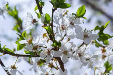 Erik Cerasifera Çiçek açan beyaz erik ağacı. Prunus Cerasifera 'nın beyaz çiçekleri.