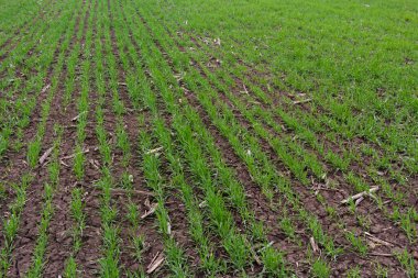 Sıra sıra yeşil filizler, tarım kavramı, buğday ya da çavdar tarlası ekimi.