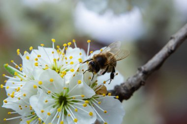 Bal arısı sinekleri, erik bahçesindeki erik çiçeklerini beslemek ve tozlaştırmak..