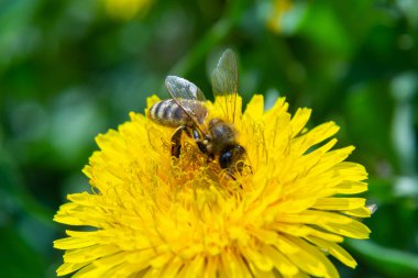 Sarı bacaklı madenci arı Andrena Flavipes 'ın sarı karahindiba çiçeği, Taraxacum officinale.