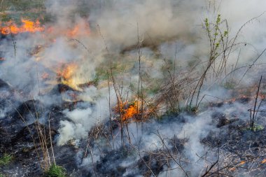 Kuru otları yakıyorum. Diller kırmızı alev ve yanan kuru sarı çimenler duman içinde.