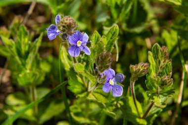 Veronica mavi çiçekleri kurutur ve yeşil yaprakların arka planına karşı güneş altında tomurcuklanır..