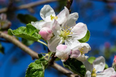 Baharda meyve bahçesinde açan beyaz ve pembe tomurcuklar ve elma ağacı çiçekleri. Çiçeklerle dolu dallar ve açık yapraklar. Mevsimlik ve çiçekli bahar manzarası.