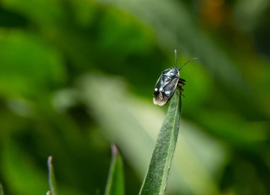 Lahana böceği, brassica shieldbug, Eurydema oleracea, Pentatomidae familyasından bir bahçede yaprak üzerinde. Bahar, Mayıs.
