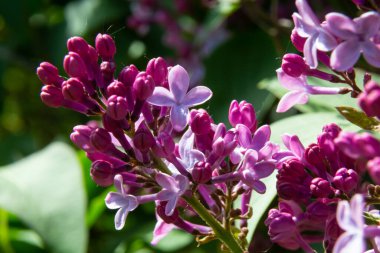Yeşil yapraklardan oluşan bir arka planda leylak dalı. Bahar.