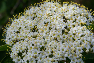 Viburnum lantana Aureum adlı bir bitkinin dalına beyaz tonlama..