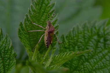 Yeşil bir yaprak üzerinde, yaban böceği ya da Kıllı Kalkan böceği Dolycoris bakterisini kapatın..
