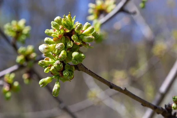 Prunus Cerasus 아름다운 꽃잎들로 이루어진 그룹의 햇빛에 하늘을 배경으로 — 스톡 사진