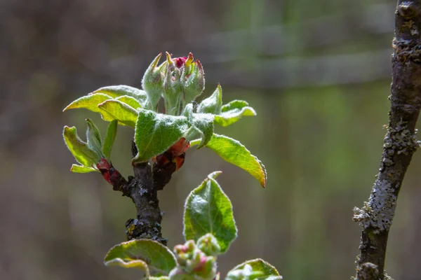 発見の新鮮なピンクと白の花の蕾リンゴの木 マルス国内 春に咲く — ストック写真