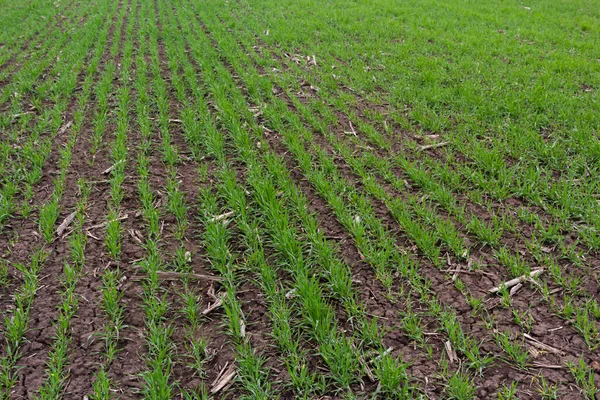 Sıra sıra yeşil filizler, tarım kavramı, buğday ya da çavdar tarlası ekimi.