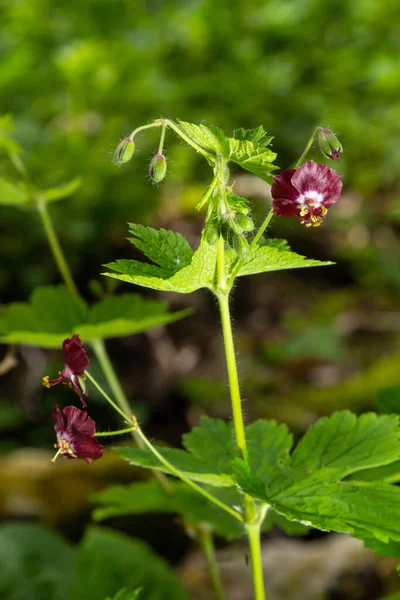 Vadonban Tavaszi Erdőben Geranium Phaeum Virágzik — Stock Fotó