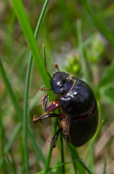 Doğal Ortamında Uzun Boynuzlu Siyah Bir Böcek Var Scarabaeidae Ailesi — Stok fotoğraf