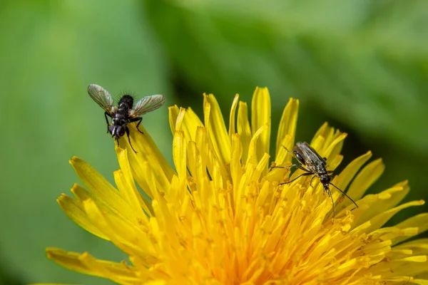 Petite Mouche Tachinide Noire Phania Funesta Famille Des Tachinidés Sur — Photo