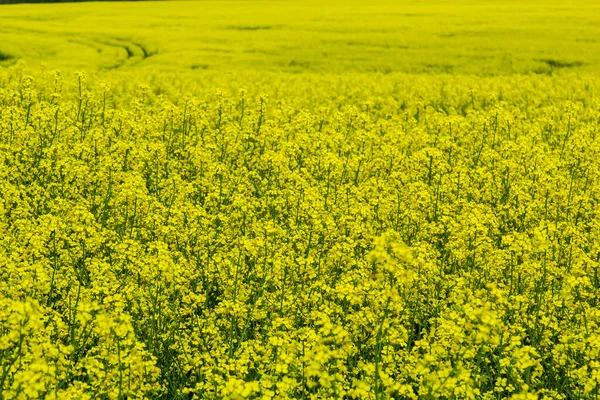 Blommande Rapsfält Våldtäkt Fältet Sommaren Ljusgul Rapsolja Blommande Raps — Stockfoto